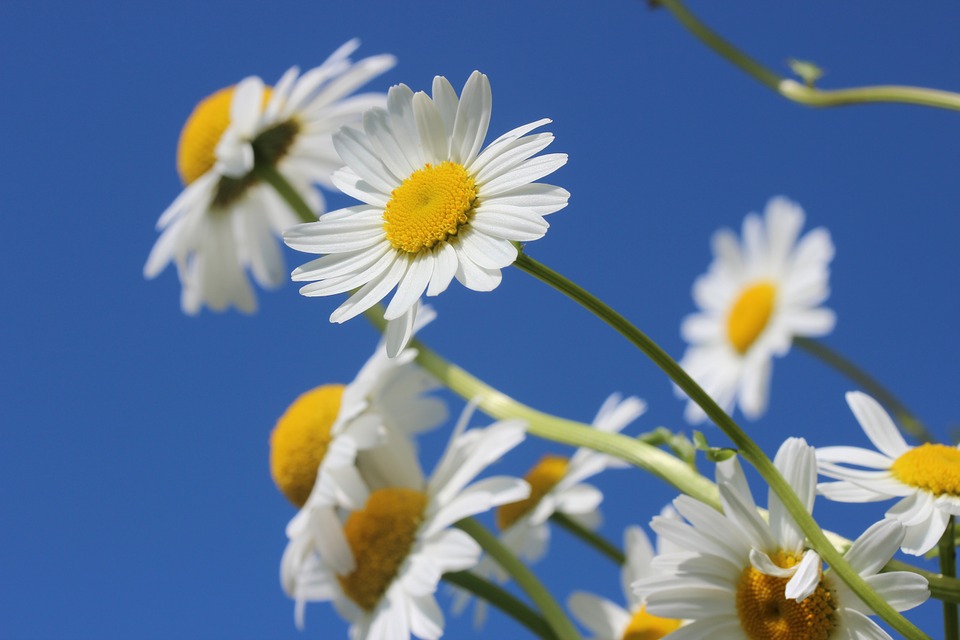 daisies-388946_960_720.jpg